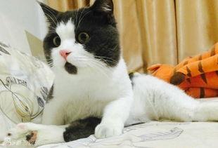 娱乐吃瓜酱猫拦截,揭秘娱乐圈幕后故事 第2张 娱乐吃瓜酱猫拦截,揭秘娱乐圈幕后故事 第2张