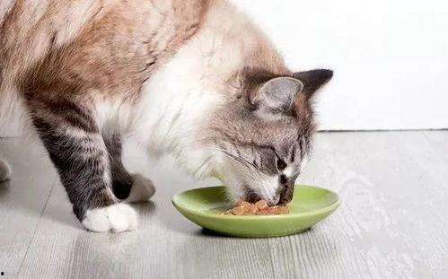 娱乐吃瓜酱猫拦截,揭秘娱乐圈幕后故事 第3张 娱乐吃瓜酱猫拦截,揭秘娱乐圈幕后故事 第3张