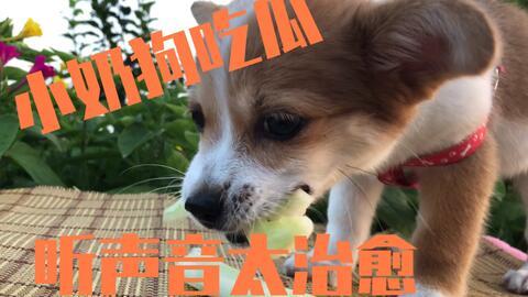娱乐吃瓜菌狗狗视频,萌宠视频里的欢乐时光  第3张