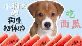 娱乐吃瓜酱小狗吉祥,小狗吉祥的欢乐日常  第2张