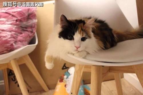 娱乐吃瓜酱三花猫,娱乐吃瓜酱的趣味生活揭秘  第1张