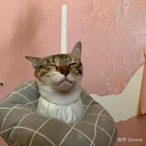 娱乐吃瓜酱三花猫,娱乐吃瓜酱的趣味生活揭秘  第2张
