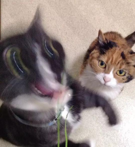 娱乐吃瓜酱三花猫,娱乐吃瓜酱的趣味生活揭秘  第3张