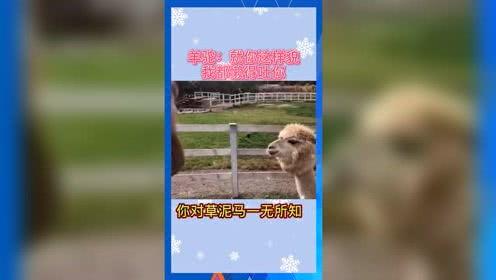 娱乐吃瓜群众2号,揭秘娱乐圈幕后故事  第1张