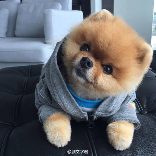 娱乐吃瓜酱抚慰犬,揭秘娱乐圈温馨治愈瞬间  第3张