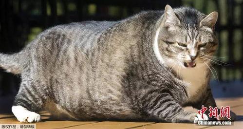娱乐吃瓜酱胖猫,揭秘娱乐圈那些不为人知的幕后故事  第2张