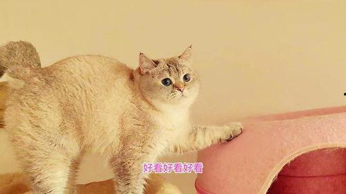 娱乐吃瓜酱胖猫,揭秘娱乐圈那些不为人知的幕后故事  第3张