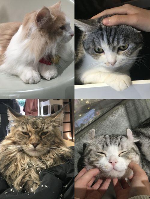 娱乐吃瓜酱猫咖,猫咪与娱乐的完美融合  第1张 娱乐吃瓜酱猫咖,猫咪与娱乐的完美融合  第1张