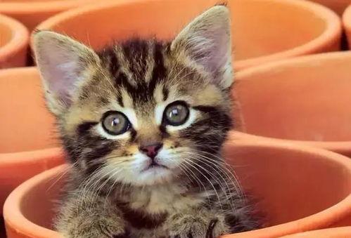 娱乐吃瓜酱猫咖,猫咪与娱乐的完美融合  第2张 娱乐吃瓜酱猫咖,猫咪与娱乐的完美融合  第2张