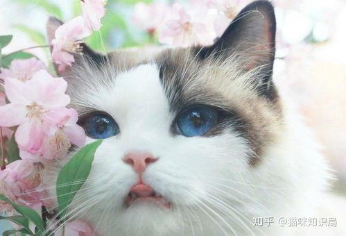 娱乐吃瓜酱猫咖,猫咪与娱乐的完美融合  第3张 娱乐吃瓜酱猫咖,猫咪与娱乐的完美融合  第3张