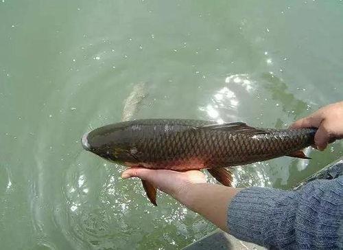 娱乐吃瓜酱放生鱼,一场爱心与自然的和谐交响  第2张