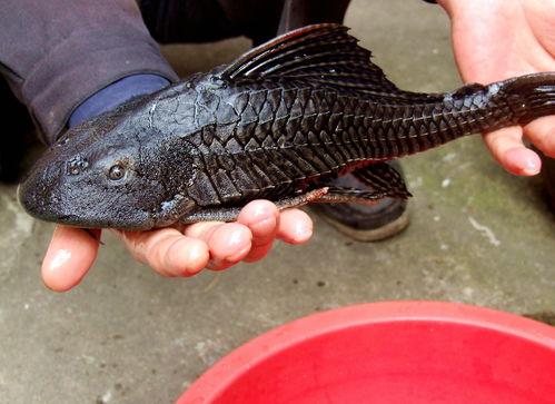 娱乐吃瓜酱放生鱼,一场爱心与自然的和谐交响  第3张