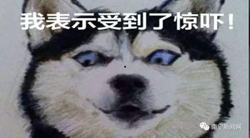 娱乐吃瓜酱偷电瓶,娱乐吃瓜酱的惊险一幕  第3张