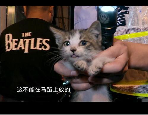 娱乐吃瓜酱小猫吵架,主宠冲突背后的温馨与和解 第2张 娱乐吃瓜酱小猫吵架,主宠冲突背后的温馨与和解 第2张