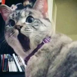 娱乐吃瓜君猫爷,从模特界神级教父到网络红人，他的猫步引领潮流  第1张