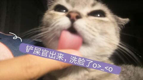 娱乐吃瓜酱猫妈,揭秘娱乐圈背后的温馨故事 第1张 娱乐吃瓜酱猫妈,揭秘娱乐圈背后的温馨故事 第1张