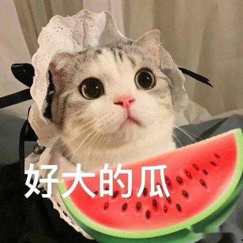 娱乐吃瓜君七七猫咪  第1张