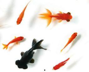 娱乐吃瓜小金鱼小说,小金鱼吃瓜记 第2张 娱乐吃瓜小金鱼小说,小金鱼吃瓜记 第2张