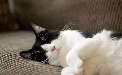 娱乐吃瓜君猫咪摇头,揭秘吃瓜君的萌态瞬间