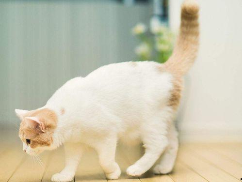 娱乐吃瓜君猫咪摇头,揭秘吃瓜君的萌态瞬间 第3张 娱乐吃瓜君猫咪摇头,揭秘吃瓜君的萌态瞬间 第3张
