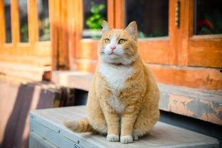 娱乐吃瓜酱橘猫 第2张 娱乐吃瓜酱橘猫 第2张