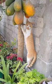 娱乐吃瓜酱橘猫 第3张 娱乐吃瓜酱橘猫 第3张