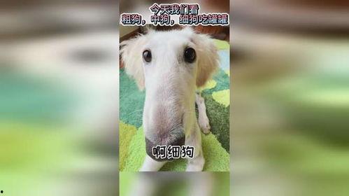 娱乐吃瓜酱细狗,娱乐吃瓜酱带你领略娱乐圈的酸甜苦辣 第3张 娱乐吃瓜酱细狗,娱乐吃瓜酱带你领略娱乐圈的酸甜苦辣 第3张
