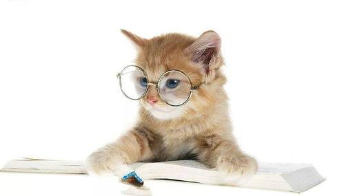娱乐吃瓜酱猫咪头套,揭秘“吃瓜酱”猫咪的趣味生活  第1张