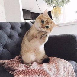 娱乐吃瓜酱猫咪头套,揭秘“吃瓜酱”猫咪的趣味生活  第3张