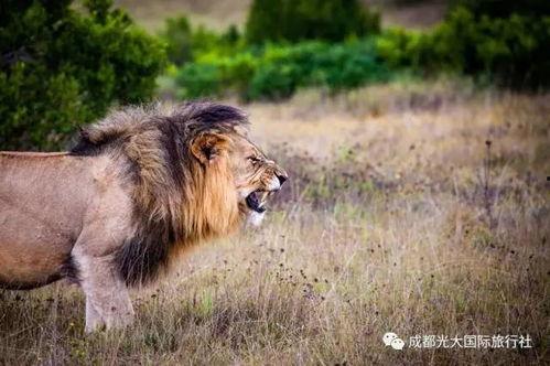 娱乐吃瓜酱母狮子,揭秘娱乐圈幕后故事 第3张 娱乐吃瓜酱母狮子,揭秘娱乐圈幕后故事 第3张