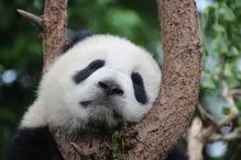 娱乐吃瓜熊猫视频下载,娱乐瞬间尽收眼底