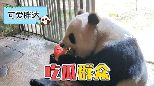 娱乐吃瓜熊猫视频下载,娱乐瞬间尽收眼底 第2张 娱乐吃瓜熊猫视频下载,娱乐瞬间尽收眼底 第2张