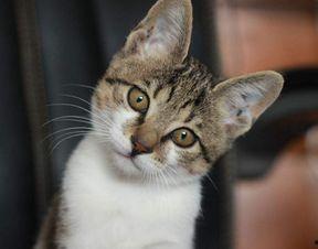 娱乐吃瓜小猫咪小说,小猫咪的娱乐圈冒险之旅 第2张 娱乐吃瓜小猫咪小说,小猫咪的娱乐圈冒险之旅 第2张