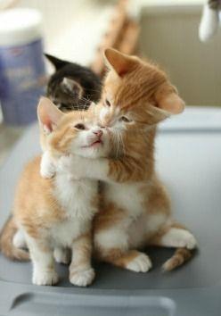 娱乐吃瓜小猫咪小说,小猫咪的娱乐圈冒险之旅 第3张 娱乐吃瓜小猫咪小说,小猫咪的娱乐圈冒险之旅 第3张