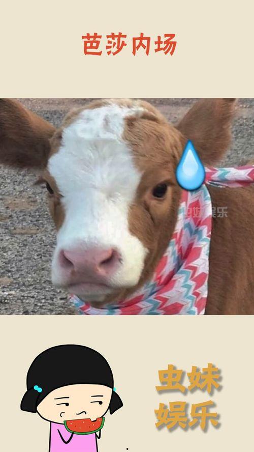 娱乐吃瓜酱旺仔,揭秘娱乐圈那些不为人知的幕后故事