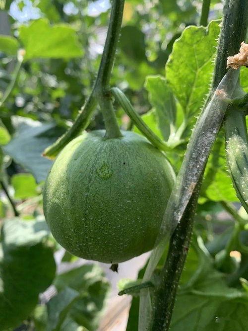 娱乐圈吃羊角瓜,娱乐圈明星的羊角瓜美食之旅 第2张 娱乐圈吃羊角瓜,娱乐圈明星的羊角瓜美食之旅 第2张