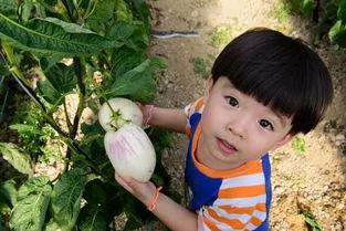 娱乐吃瓜酱农村小名,一场别开生面的乡村趣味故事  第2张