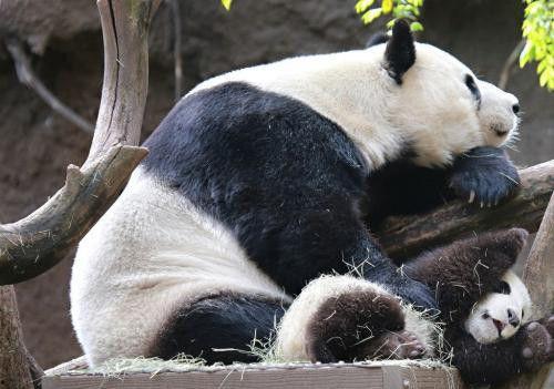 娱乐吃瓜酱熊猫生气,娱乐吃瓜酱揭秘背后真相  第1张