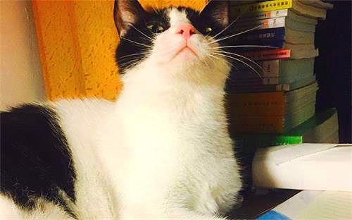 娱乐吃瓜酱猫妈妈,揭秘娱乐圈背后的温馨故事  第2张